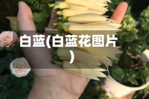 白蓝(白蓝花图片)