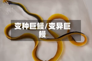 变种巨鳗/变异巨鳗