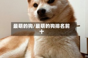 最萌的狗/最萌的狗排名前十