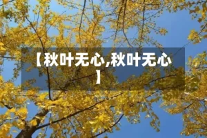 【秋叶无心,秋叶无心】