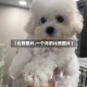 【比熊图片,一个月的比熊图片】