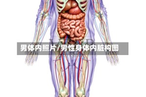 男体内照片/男性身体内脏构图