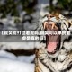 【藏獒能打过老虎吗,藏獒可以单挑老虎是真的吗】