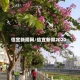 信宜新闻网/信宜新闻2020