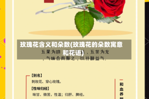 玫瑰花含义和朵数(玫瑰花的朵数寓意和花语)