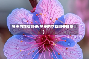 冬天的花有哪些(冬天的花有哪些种类)