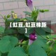 【虹豆,虹豆株距】