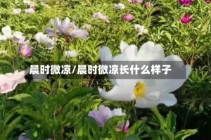 晨时微凉/晨时微凉长什么样子