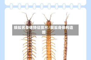 蜈蚣男身体特征图片/蜈蚣身体构造图