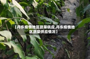 【丹东疫情地区蔬菜供应,丹东疫情地区蔬菜供应情况】