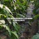 【丹东疫情地区蔬菜供应,丹东疫情地区蔬菜供应情况】