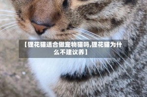 【狸花猫适合做宠物猫吗,狸花猫为什么不建议养】