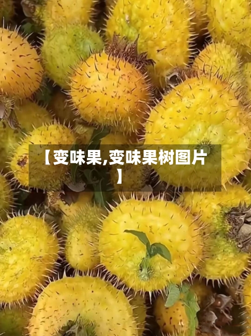 【变味果,变味果树图片】-第1张图片