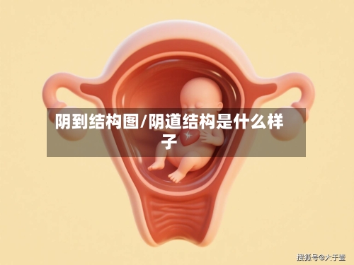 阴到结构图/阴道结构是什么样子-第1张图片