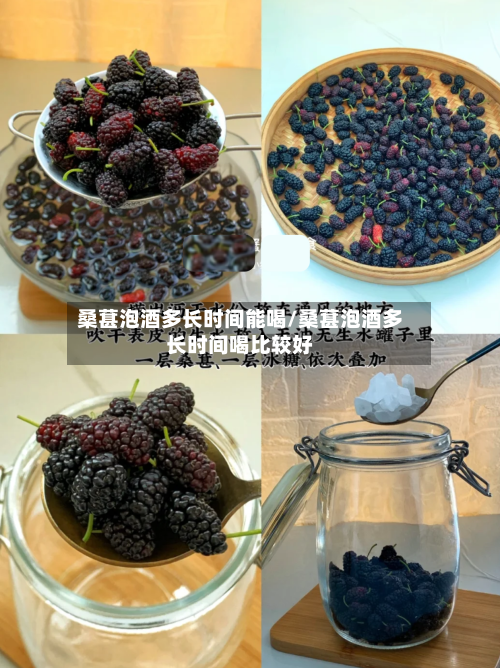 桑葚泡酒多长时间能喝/桑葚泡酒多长时间喝比较好-第2张图片