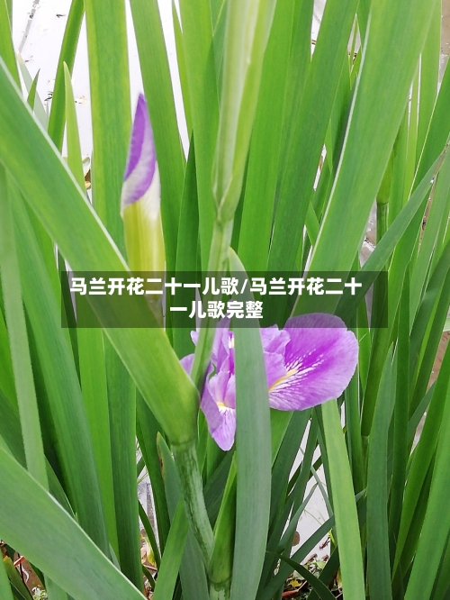 马兰开花二十一儿歌/马兰开花二十一儿歌完整-第1张图片