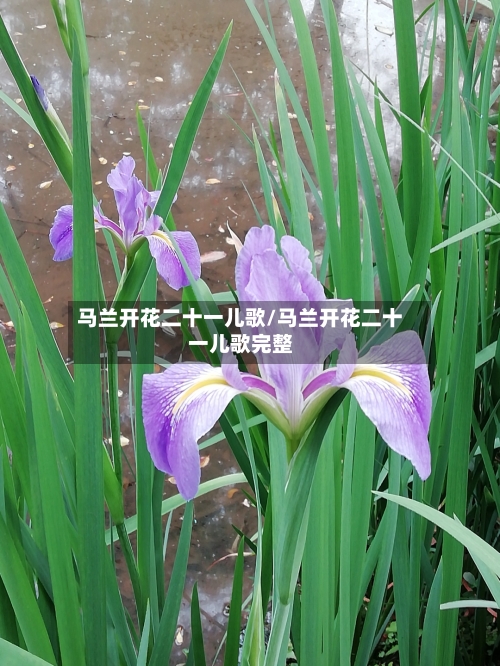 马兰开花二十一儿歌/马兰开花二十一儿歌完整-第3张图片