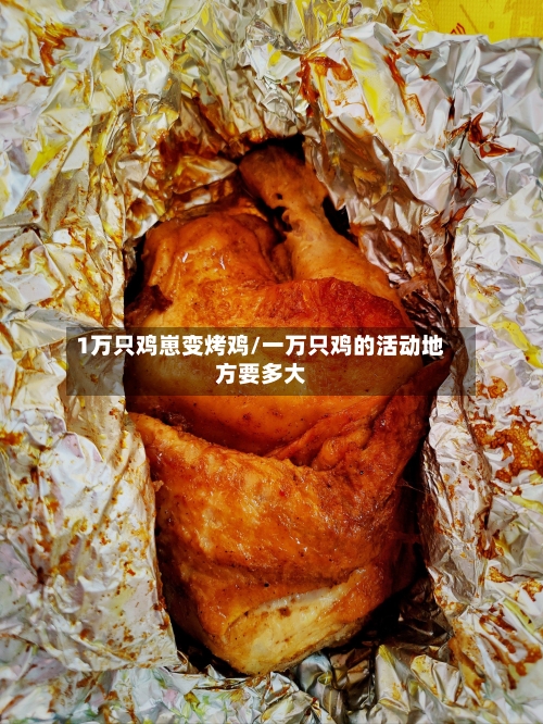 1万只鸡崽变烤鸡/一万只鸡的活动地方要多大-第1张图片