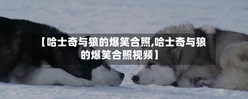 【哈士奇与狼的爆笑合照,哈士奇与狼的爆笑合照视频】-第1张图片