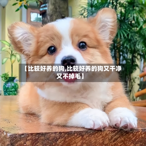 【比较好养的狗,比较好养的狗又干净又不掉毛】-第3张图片