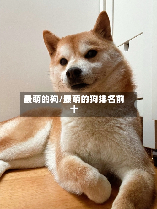 最萌的狗/最萌的狗排名前十-第1张图片
