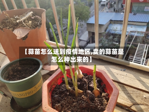 【蒜苗怎么送到疫情地区,卖的蒜苗是怎么种出来的】-第2张图片