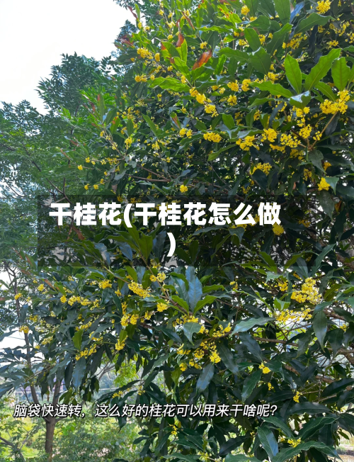 干桂花(干桂花怎么做)-第3张图片