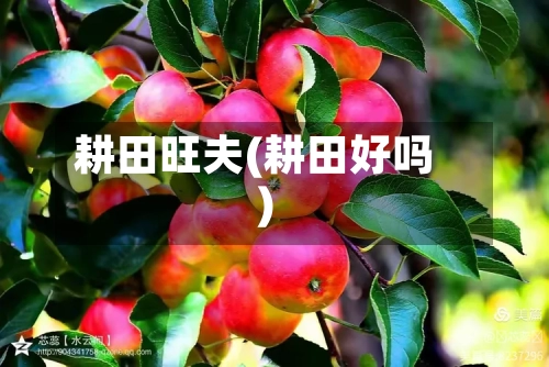 耕田旺夫(耕田好吗)-第2张图片