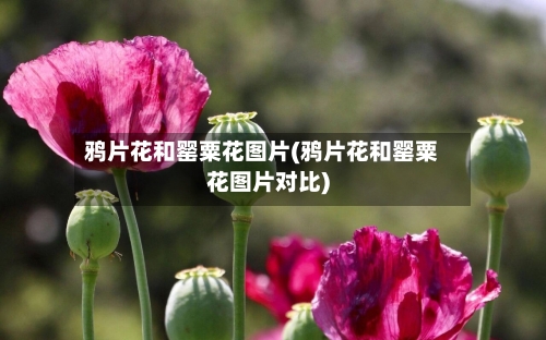 鸦片花和罂粟花图片(鸦片花和罂粟花图片对比)-第3张图片