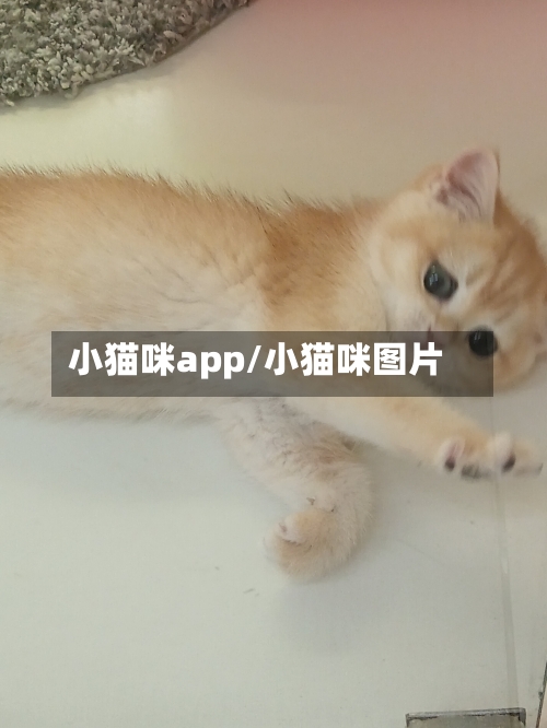 小猫咪app/小猫咪图片-第2张图片