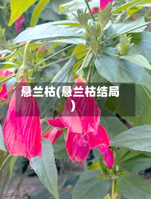 悬兰枯(悬兰枯结局)-第1张图片