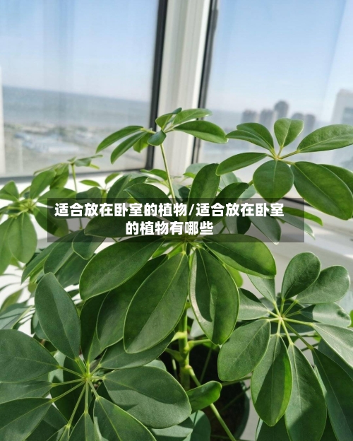 适合放在卧室的植物/适合放在卧室的植物有哪些-第1张图片