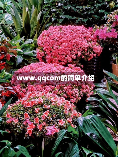 www.qqcom的简单介绍-第1张图片