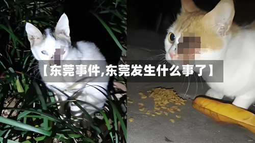 【东莞事件,东莞发生什么事了】-第2张图片