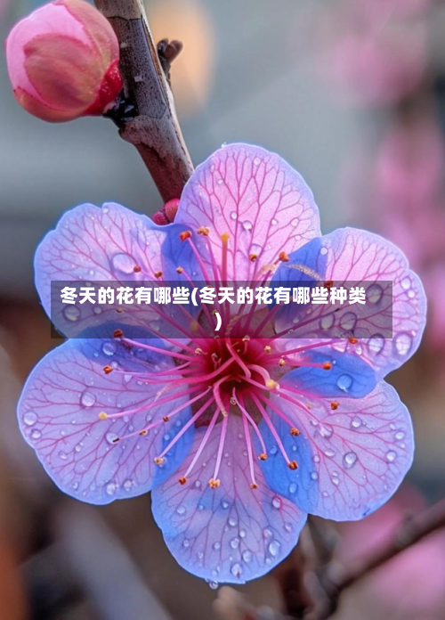 冬天的花有哪些(冬天的花有哪些种类)-第1张图片