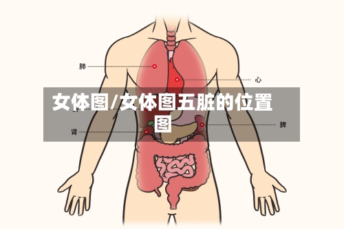 女体图/女体图五脏的位置图-第2张图片