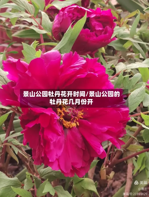 景山公园牡丹花开时间/景山公园的牡丹花几月份开-第3张图片