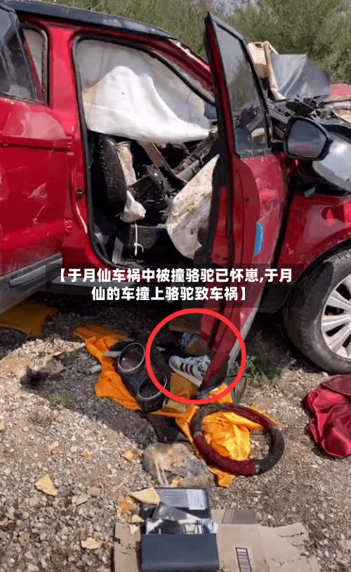 【于月仙车祸中被撞骆驼已怀崽,于月仙的车撞上骆驼致车祸】-第2张图片