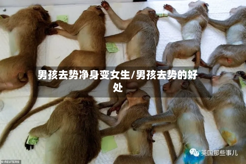 男孩去势净身变女生/男孩去势的好处-第1张图片