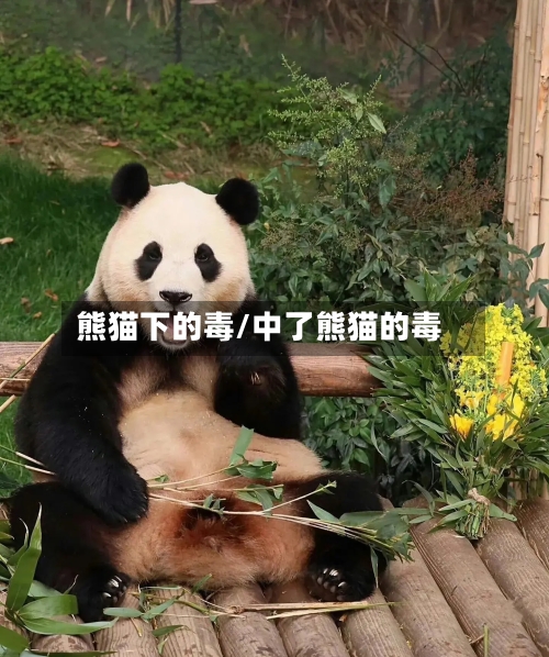 熊猫下的毒/中了熊猫的毒-第2张图片