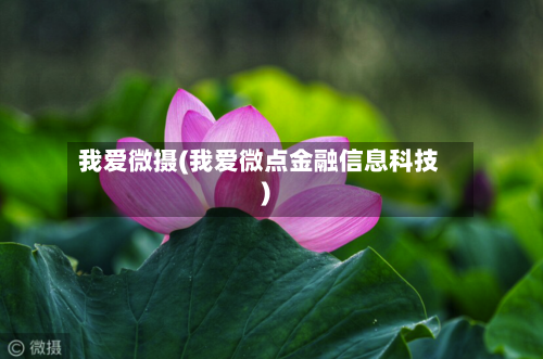 我爱微摄(我爱微点金融信息科技)-第3张图片